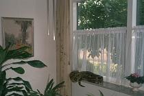 Ambush position on windowsill / Hinderlaag