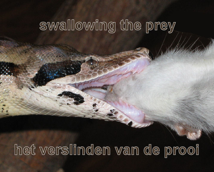 Swallowing the prey / Verzwelgen van de prooi