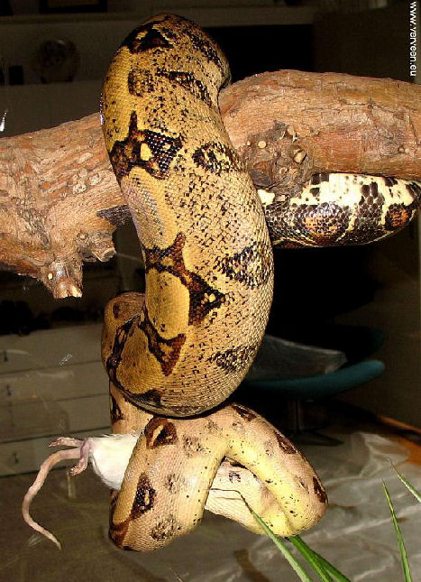 Suspended snake / Boa hangt aan tak