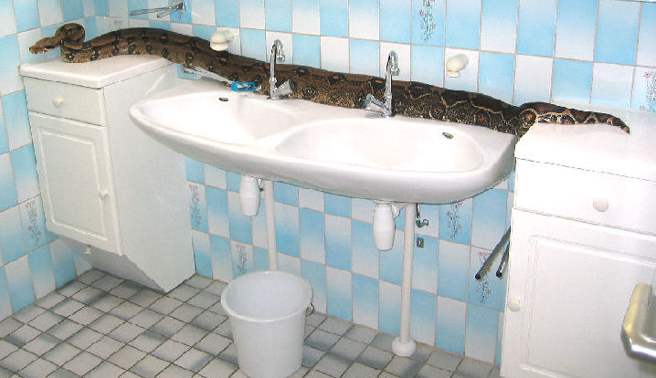Bathroom inspection / Boa verkent de badkamer