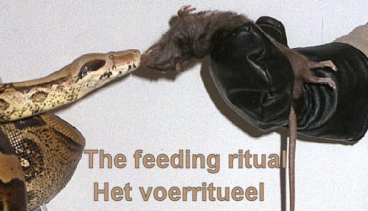 The feeding ritual / Het voerritueel