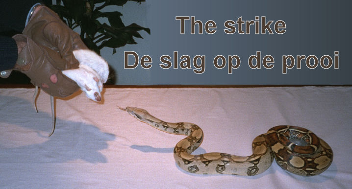 Title: the strike / De slag