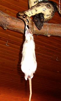 Young boa with two dead prey / two dead rats in a hold / Twee ratten in de houdgreep
