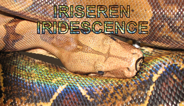 Iridescence_/_Iriseren