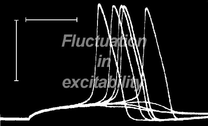 Fluctuation in excitability / Prikkelbaarheidsfluctuatie